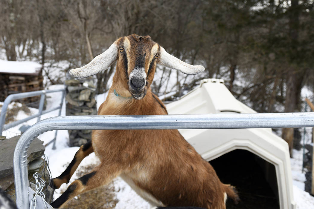 Lincoln, a 3-year-old Nubian goat, is the first honorary pet mayor of the small Vermont town of Fair Haven. (Robert Layman/The Rutland Herald via AP)
