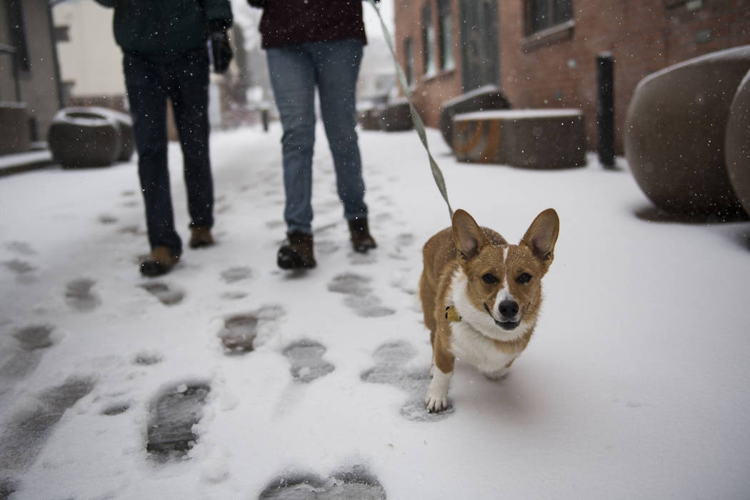 People walk a dog in the snow on Wednesday, March 13, 2019, in Fort Collins, Colo. Low air pressure is how meteorologists measure the strength of a storm, and this is the strongest in Colorado sin ...
