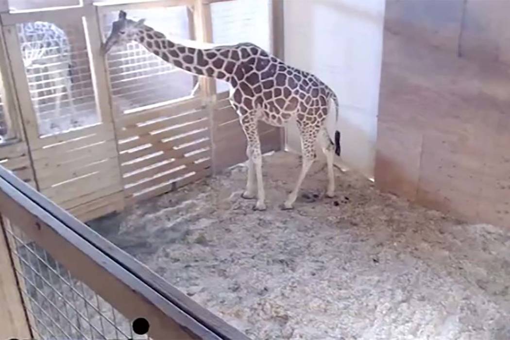 programma Wanten Hassy April the giraffe in her pen from a screenshot. (Animal Adventure Park  Giraffe Cam) | Las Vegas Review-Journal