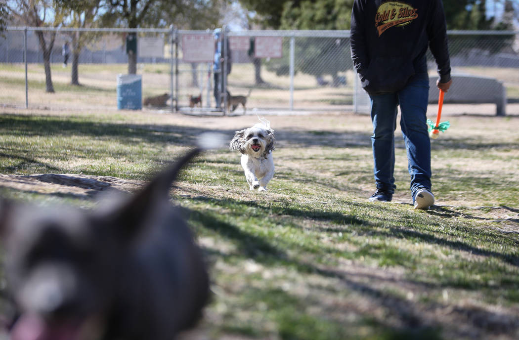 Tucker runs beside his owner, Ernesto Castano, on a warm, sunny day at Woofter Family Park in Las Vegas, Wednesday, Feb. 27, 2019. (Caroline Brehman/Las Vegas Review-Journal) @carolinebrehman