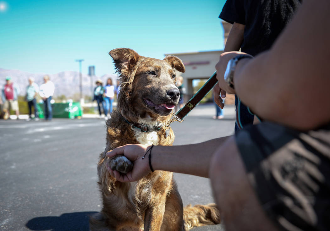 Veteran Sheldon Moniz from Las Vegas shakes the paw of his new dog Warrior as the Nevada Department of Corrections partners with the "Those Left Behind" Foundation to provide veterans in the commu ...