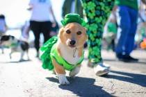 Sarah Benson, 19, walks her costumed corgi Betty Sue in the 53rd Annual Southern Nevada Sons & Daughters of Erin St. Patrick's Day parade in Henderson, Nev., on Saturday, March 16, 2019. Las Vegan ...