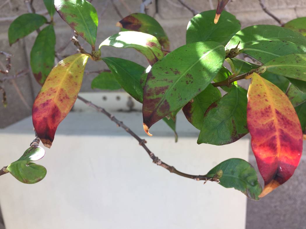 Soil covered in rock can cause the leaves of star jasmine to turn red then yellow. (Bob Morris)