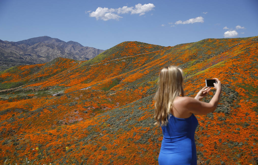 Renee LeGrand, of Foothill Ranch, Calif., takes a picture among wildflowers in bloom Monday, March 18, 2019, in Lake Elsinore, Calif. About 150,000 people flocked over the weekend to see this year ...