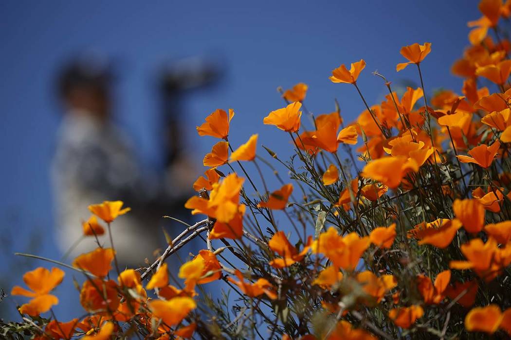 A photographer passes behind wildflowers in bloom Monday, March 18, 2019, in Lake Elsinore, Calif. About 150,000 people flocked over the weekend to see this year's rain-fed flaming orange patches ...