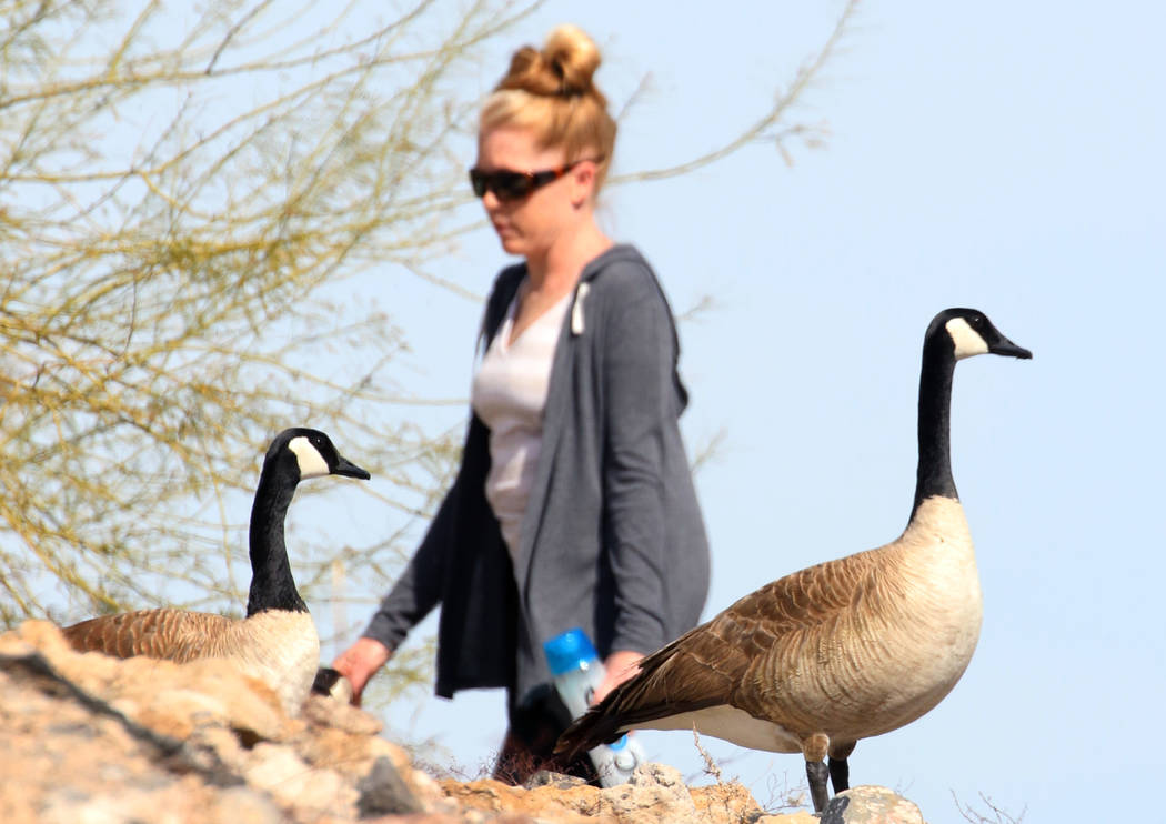 Erica Rosenthal of Henderson walks at Cornerstone Park in the morning sun Tuesday, March. 19, 2019, in Henderson. (Bizuayehu Tesfaye/Las Vegas Review-Journal) @bizutesfaye