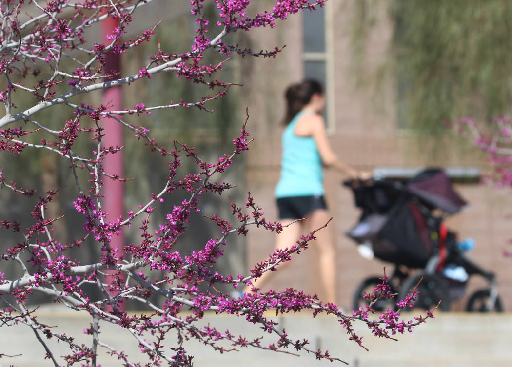 A woman walks past trees in bloom at Cornerstone Park in the morning sun Tuesday, March. 19, 2019, in Henderson. (Bizuayehu Tesfaye/Las Vegas Review-Journal) @bizutesfaye