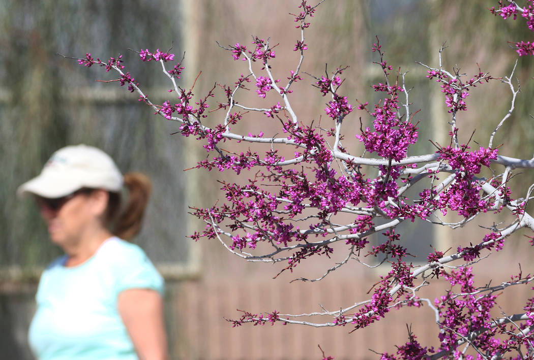 A woman walks past a tree in bloom at Cornerstone Park in the morning sun Tuesday, March. 19, 2019, in Henderson. (Bizuayehu Tesfaye/Las Vegas Review-Journal) @bizutesfaye