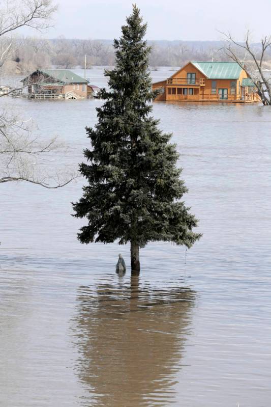 A statue of the Virgin Mary is seen under a tree in the flood waters of the Platte River in Plattsmouth, Neb., Sunday, March 17, 2019. Hundreds of people remained out of their homes in Nebraska, b ...