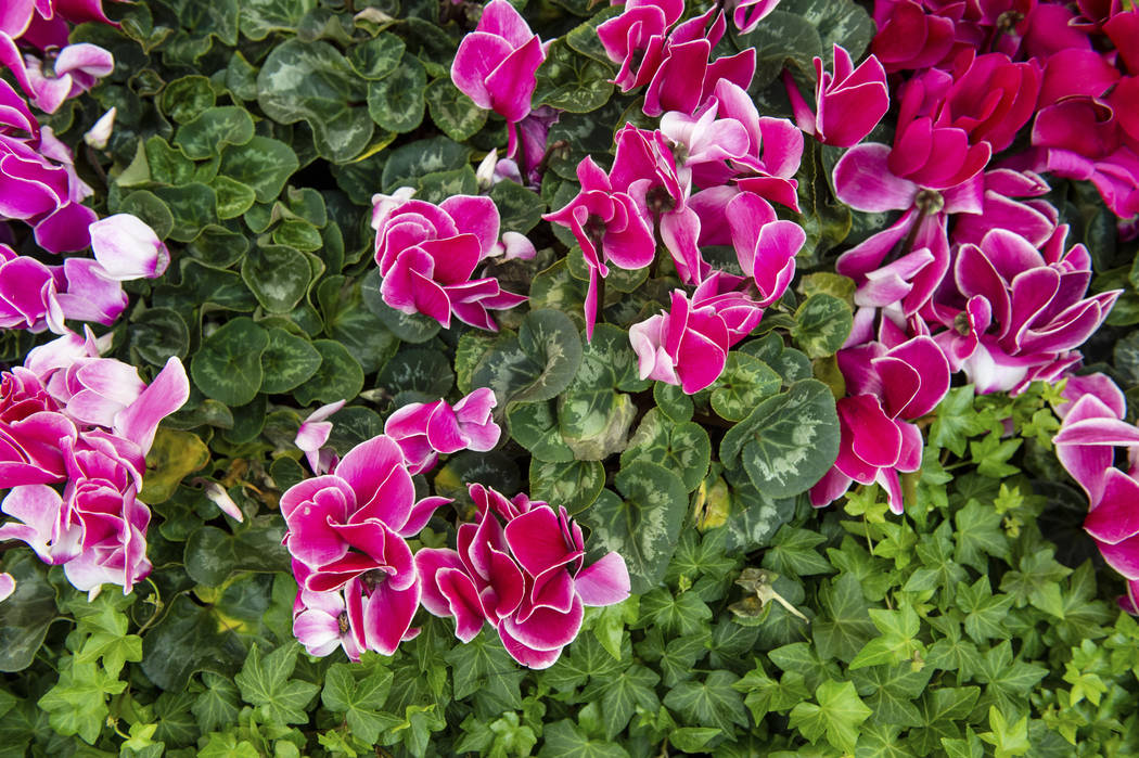 Various types of flowers are showcased as a part of the Bellagio's spring display at the Bellagio Conservatory & Botanical Gardens in Las Vegas, Monday, March 18, 2019. (Caroline Brehman/Las V ...
