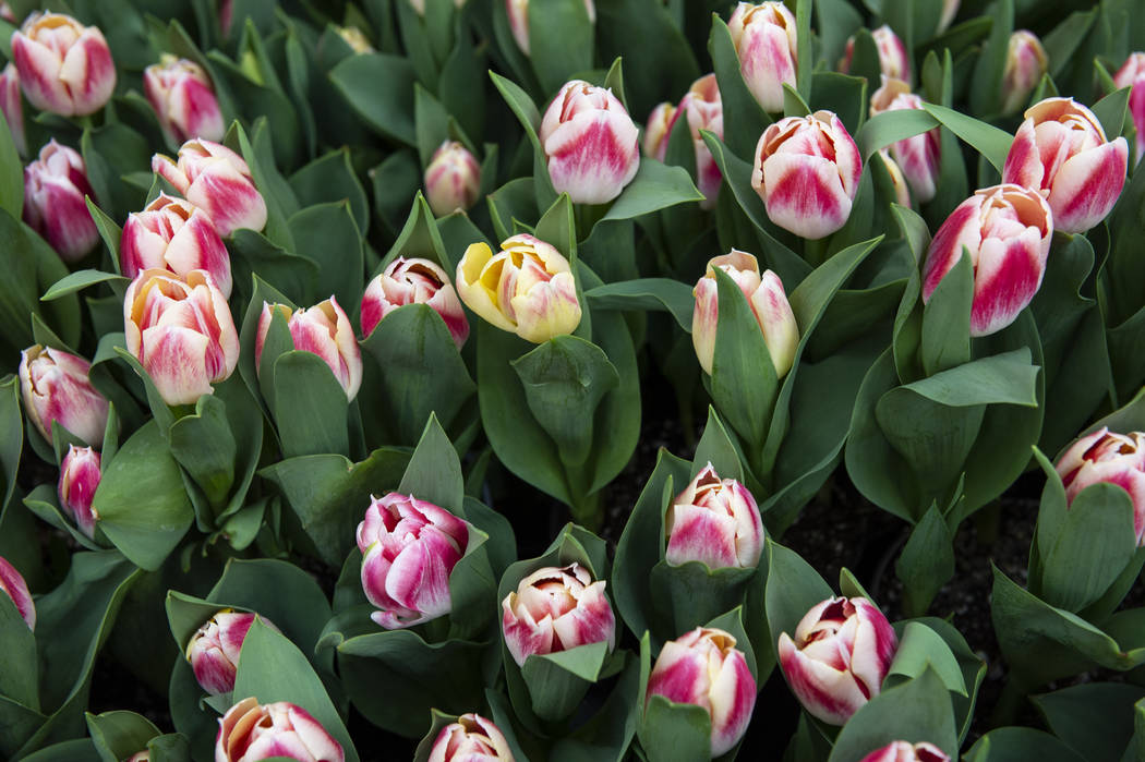 Various types of flowers are showcased as a part of the Bellagio's spring display at the Bellagio Conservatory & Botanical Gardens in Las Vegas, Monday, March 18, 2019. (Caroline Brehman/Las V ...