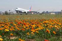 Flowers in bloom between runways on the north side of Los Angeles International Airport, treating visitors to a rare visual spectacle on Monday, March 18, 2019. (Los Angeles World Airports via AP)