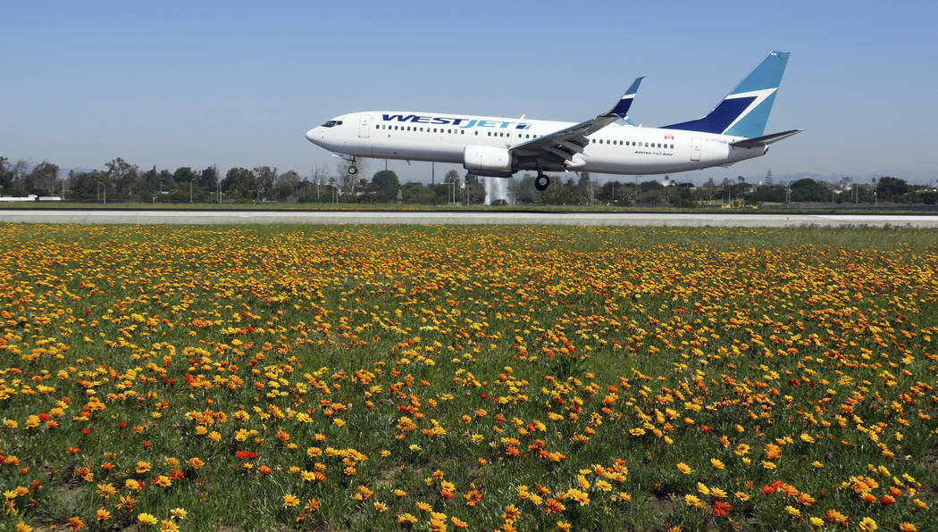 Flowers in bloom between runways on the north side of Los Angeles International Airport, treating visitors to a rare visual spectacle on Monday, March 18, 2019. (Los Angeles World Airports via AP)