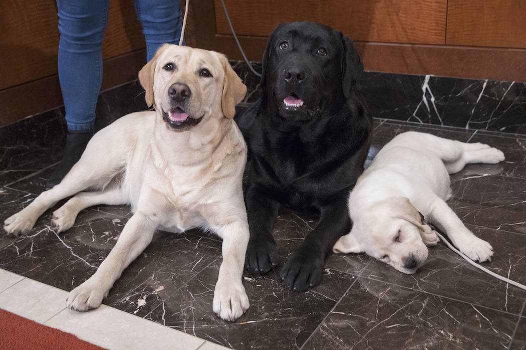 Number 1 dog breed 2018 cheap