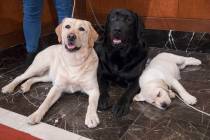 In this March 28, 2018 file photo, Labrador retrievers Soave, 2, left, and Hola, 10-months, pose for photographs as Harbor, 8-weeks, takes a nap during a news conference at the American Kennel Clu ...
