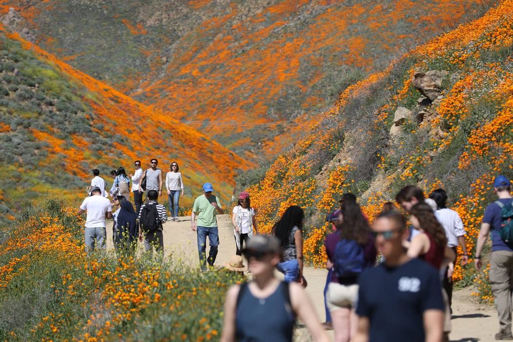 Visitors admire wildflowers in bloom in Lake Elsinore, Calif. (Todd Prince/Las Vegas Review-Journal)
