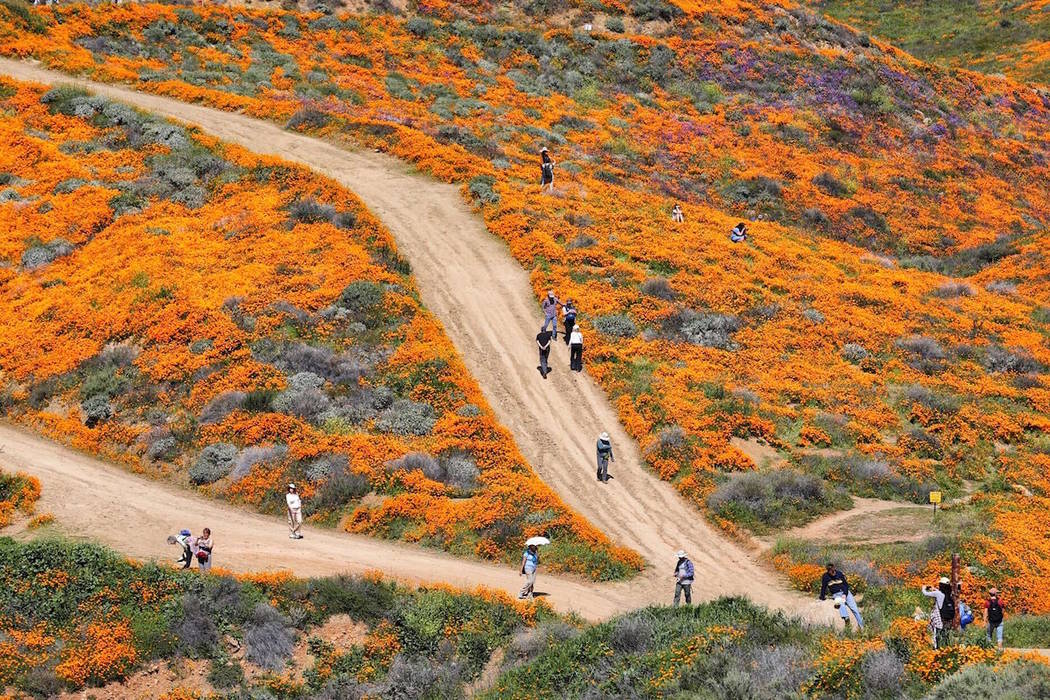 People walk among wildflowers in bloom in Lake Elsinore, Calif. (Todd Prince/Las Vegas Review-Journal)