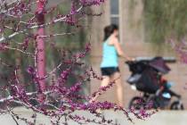 A woman walks past trees in bloom at Cornerstone Park in the morning sun Tuesday, March. 19, 2019, in Henderson. Bizuayehu Tesfaye Las Vegas Review-Journal @bizutesfaye