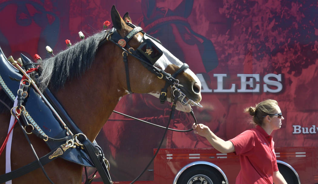 Handler Shelby Zarobinski leads a horse to be hitched to the beer wagon during a visit by the Budweiser Clydesdales to the Smith’s Marketplace at 9710 W. Skye Canyon Park Drive in Las Vegas ...