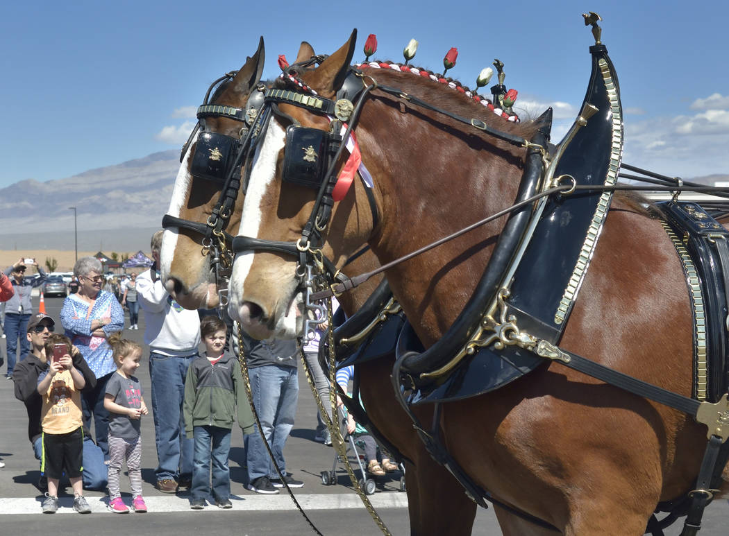 Budweiser Clydesdales are shown during a visit to the Smith’s Marketplace at 9710 W. Skye Canyon Park Drive in Las Vegas on Saturday, March 23, 2019. (Bill Hughes/Las Vegas Review-Journal)