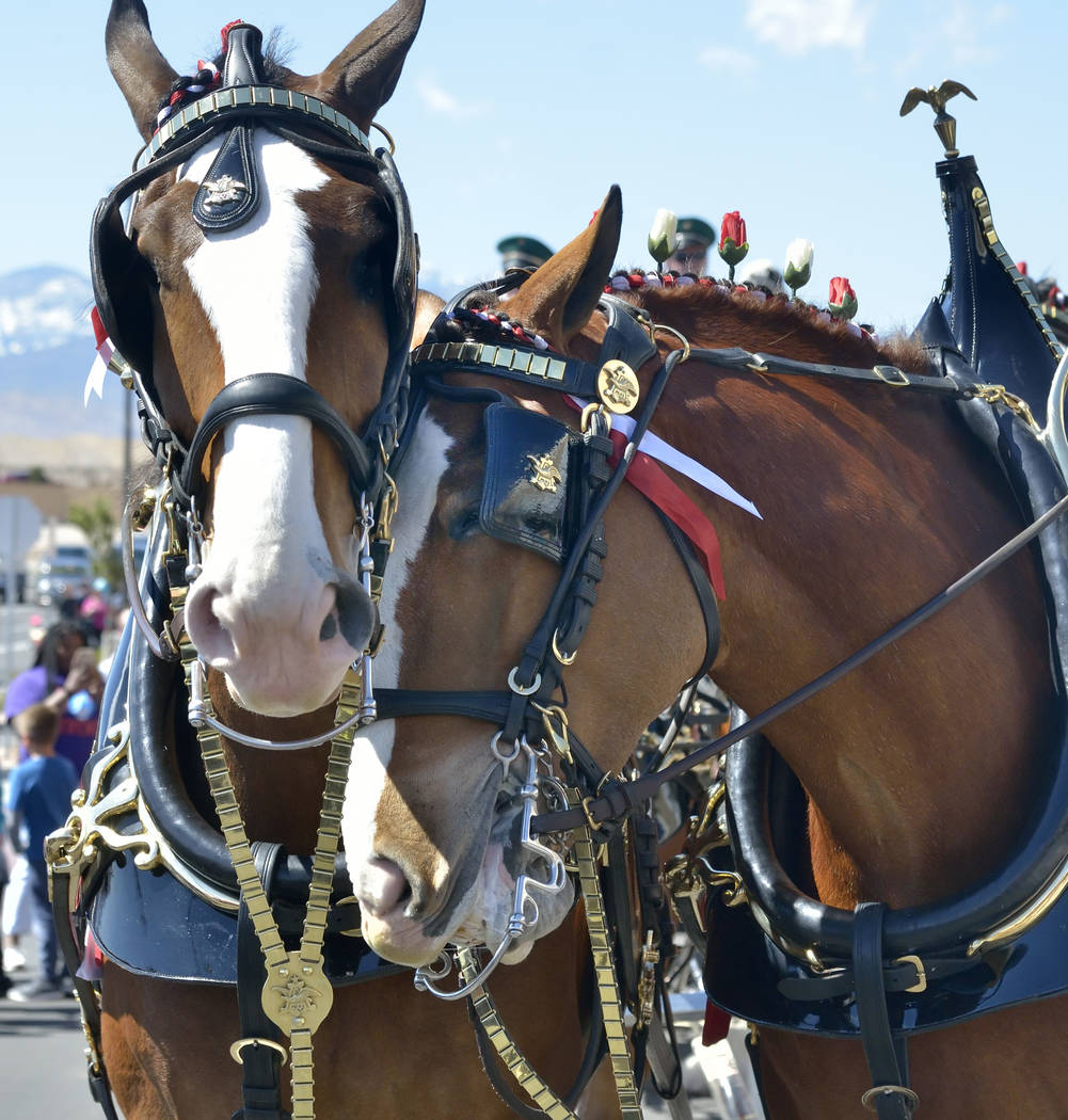 Budweiser Clydesdales are shown during a visit to the Smith’s Marketplace at 9710 W. Skye Canyon Park Drive in Las Vegas on Saturday, March 23, 2019. (Bill Hughes/Las Vegas Review-Journal)