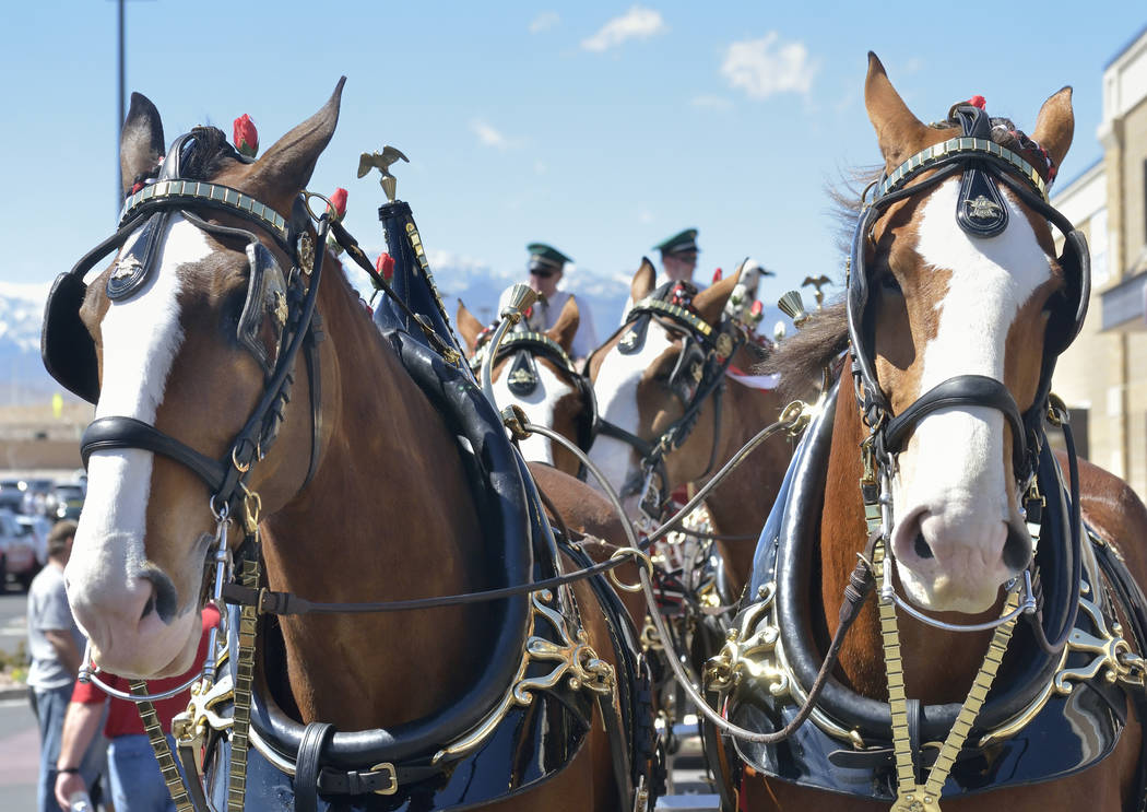 The Budweiser Clydesdales are shown during a visit to the Smith’s Marketplace at 9710 W. Skye Canyon Park Drive in Las Vegas on Saturday, March 23, 2019. (Bill Hughes/Las Vegas Review-Journal)