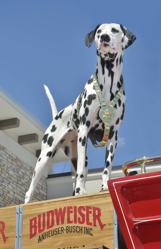 Alice, the Budweiser Clydesdales' mascot, is shown during a visit by the Clydesdales to the Smith’s Marketplace at 9710 W. Skye Canyon Park Drive in Las Vegas on Saturday, March 23, 2019. ( ...