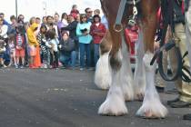 A crowd of people watches as a horse is prepared for hitching to the beer wagon during a visit by the Budweiser Clydesdales to the Smith’s Marketplace at 9710 W. Skye Canyon Park Drive in L ...