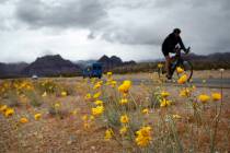 A cyclist braves the cold weather while riding past some spring wildflowers on state Route 159 in Red Rock Canyon National Conservation Area west of Las Vegas on April 2, 2014. (Jason Bean/Las Veg ...