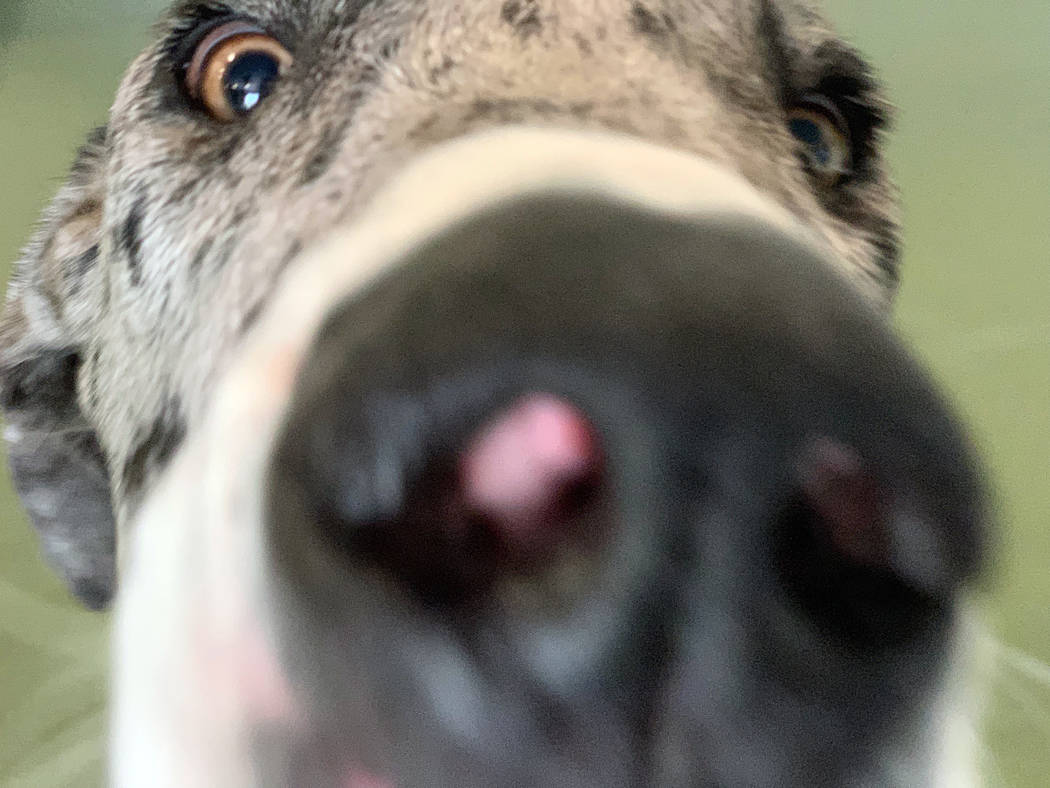 The Hydrant Club in downtown Las Vegas, is a social club for dogs and their people. Recently the club started hosting dog yoga. (Mat Luschek/Review-Journal)