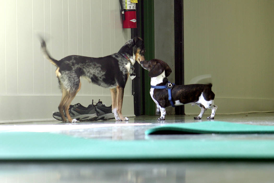 The Hydrant Club in downtown Las Vegas, is a social club for dogs and their people. Recently the club started hosting dog yoga. (Mat Luschek/Review-Journal)