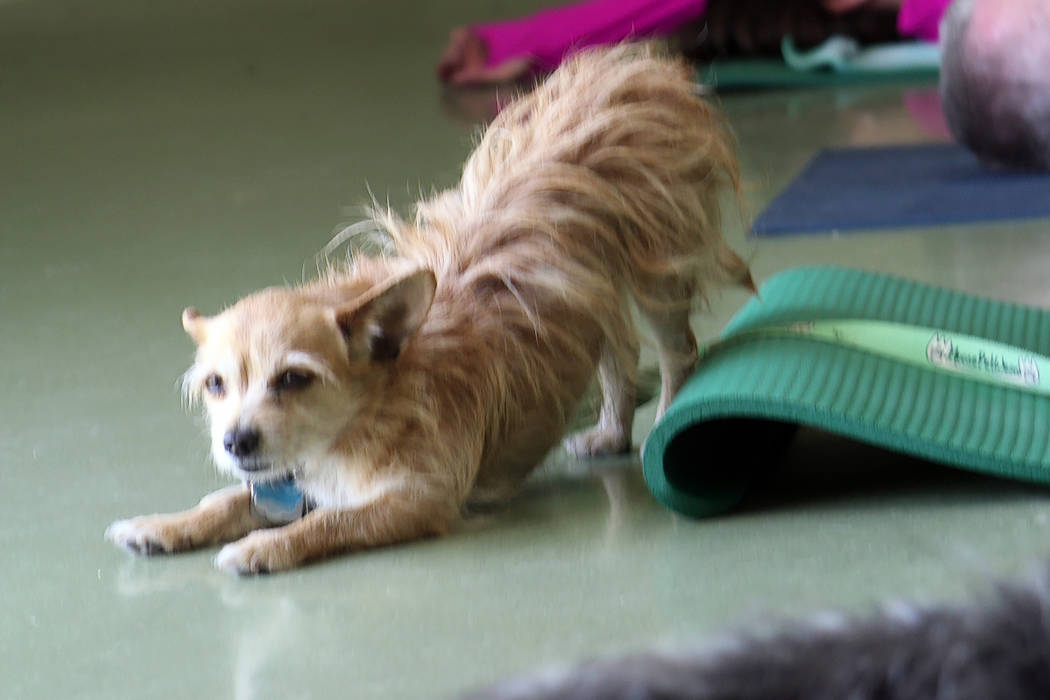 The Hydrant Club in downtown Las Vegas, is a social club for dogs and their people. Recently the club started hosting dog yoga. (Mat Luschek/Review-Journal)