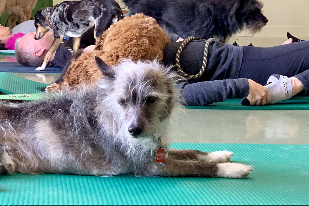 The Hydrant Club in downtown Las Vegas, is a social club for dogs and their people. Recently the club started hosting dog yoga. (Mat Luschek/Review-Journal)