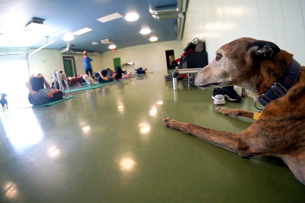 The Hydrant Club in downtown Las Vegas, is a social club for dogs and their people. Recently the club started hosting dog yoga. (Mat Luschek/Review-Journal)