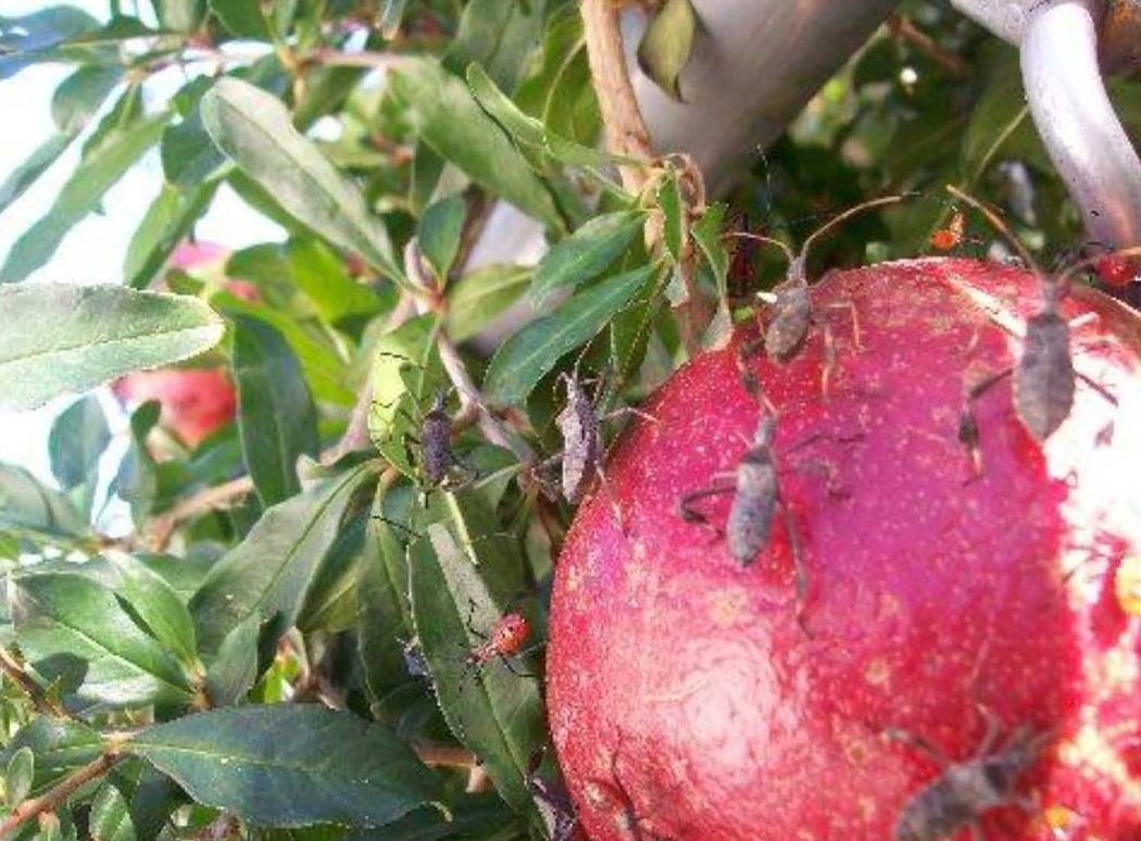 Leaf-footed bugs usually start attacking pomegranate and tomato when there is new growth and yo ...