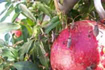 Leaf-footed bugs usually start attacking pomegranate and tomato when there is new growth and yo ...