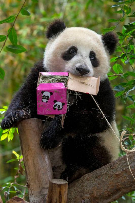 This undated photo provided by San Diego Zoo Global shows giant panda 6-year-old Xiao Liwu, at the San Diego Zoo in San Diego. In honoring the terms of the Zoo's conservation loan agreement with t ...