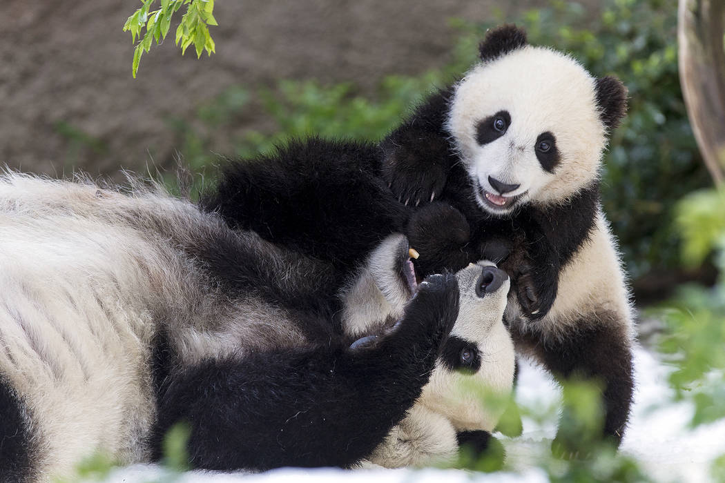 This undated photo provided by San Diego Zoo Global shows giant pandas Bai Yun, a 27-year-old female, and her son, 6-year-old Xiao Liwu, at the San Diego Zoo in San Diego. In honoring the terms of ...
