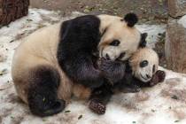 This undated photo provided by San Diego Zoo Global shows giant pandas Bai Yun, a 27-year-old female, and her son, 6-year-old Xiao Liwu, at the San Diego Zoo in San Diego. In honoring the terms of ...