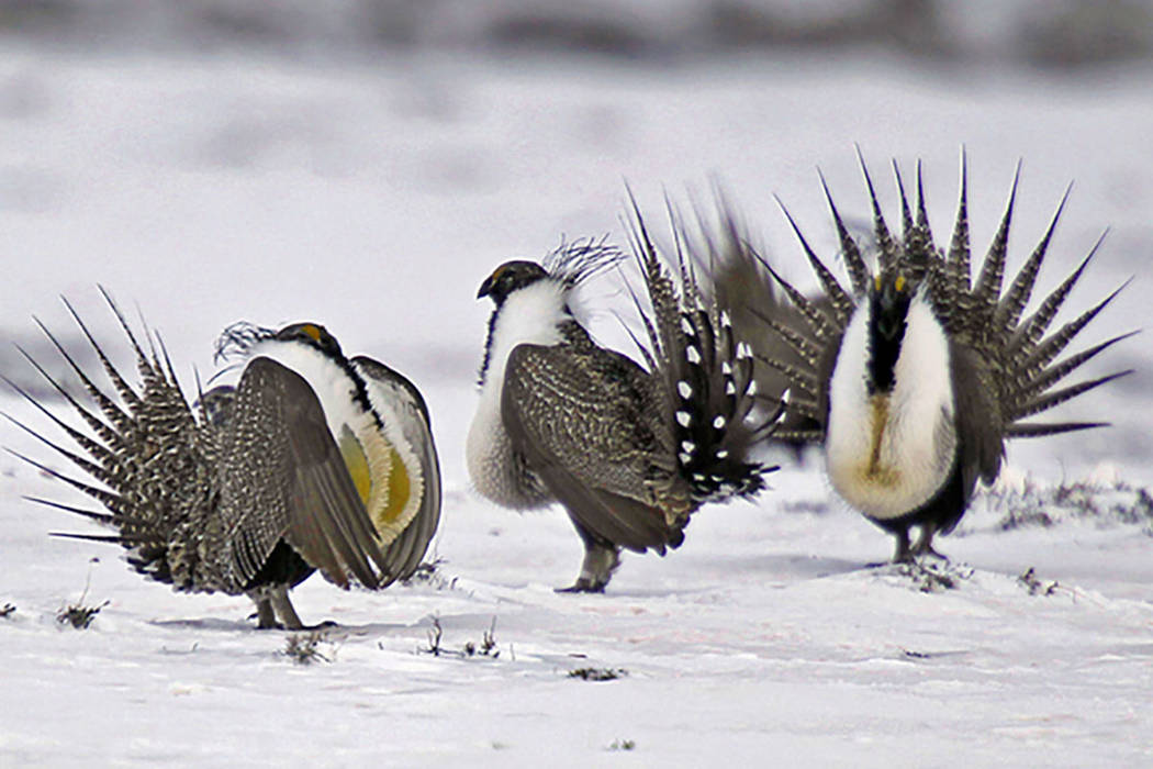 In this April 20, 2013, photo, male Greater Sage Grouse perform their mating ritual on a lake n ...