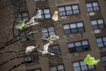 Plastic bags are seen stuck to the branches of a tree in the East Village neighborhood of Manha ...