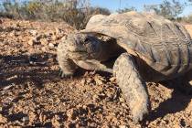 Mojave Max, the famous Southern Nevada desert tortoise, officially emerged from his Springs Pre ...