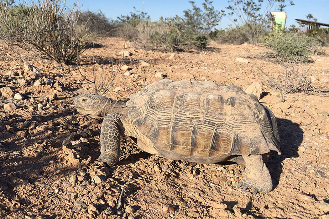Mojave Max emerges, signaling the arrival of spring in Las Vegas Las