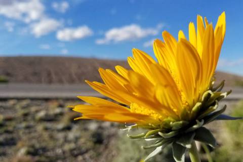 Rare yellow silverleaf sunrays bloom just east of the Lake Mead Parkway entrance station at Lak ...