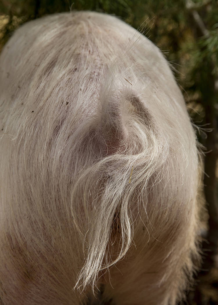 Tail of Homer the pig who was left abandoned tied to a pink post outside at The Las Vegas Farm ...