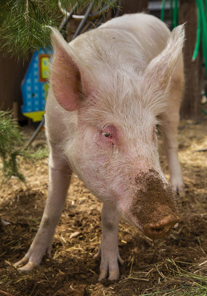 Homer the pig was left abandoned tied to a pink post outside at The Las Vegas Farm Saturday nig ...