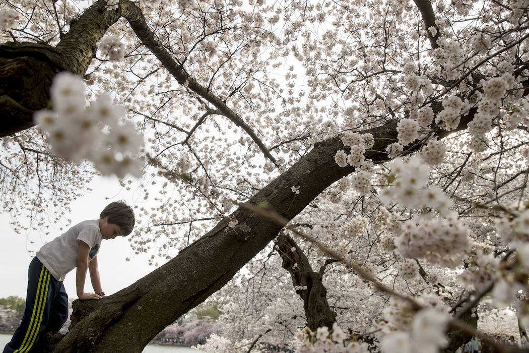 Zacki Rempell, 6, of Takoma Park, Md. climbs on a cherry blossom tree along the Tidal Basin, Sa ...