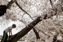 Zacki Rempell, 6, of Takoma Park, Md. climbs on a cherry blossom tree along the Tidal Basin, Sa ...