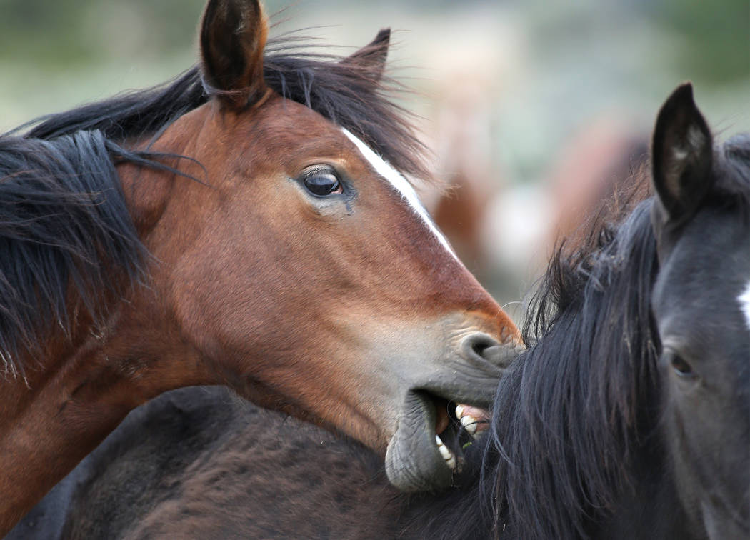 A herd of wild horses graze in Mound House, Nev., about 12 miles east of Carson City on Tuesday ...