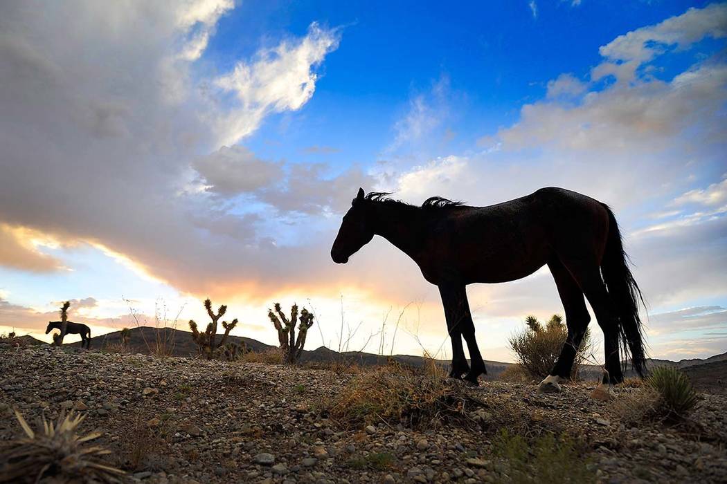 Free-roaming horses graze under stormy skies in the Spring Mountains near Cold Creek on Sunday, ...